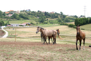 Hipica Porceyo Caballos