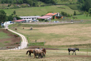 Hipica Porceyo Pastos y Caballos Hipica Porceyo